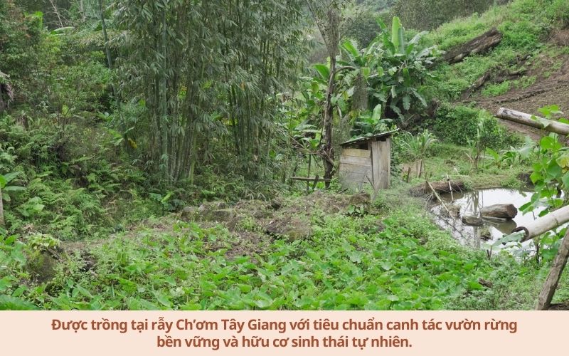 Đậu đen tây - Noom
