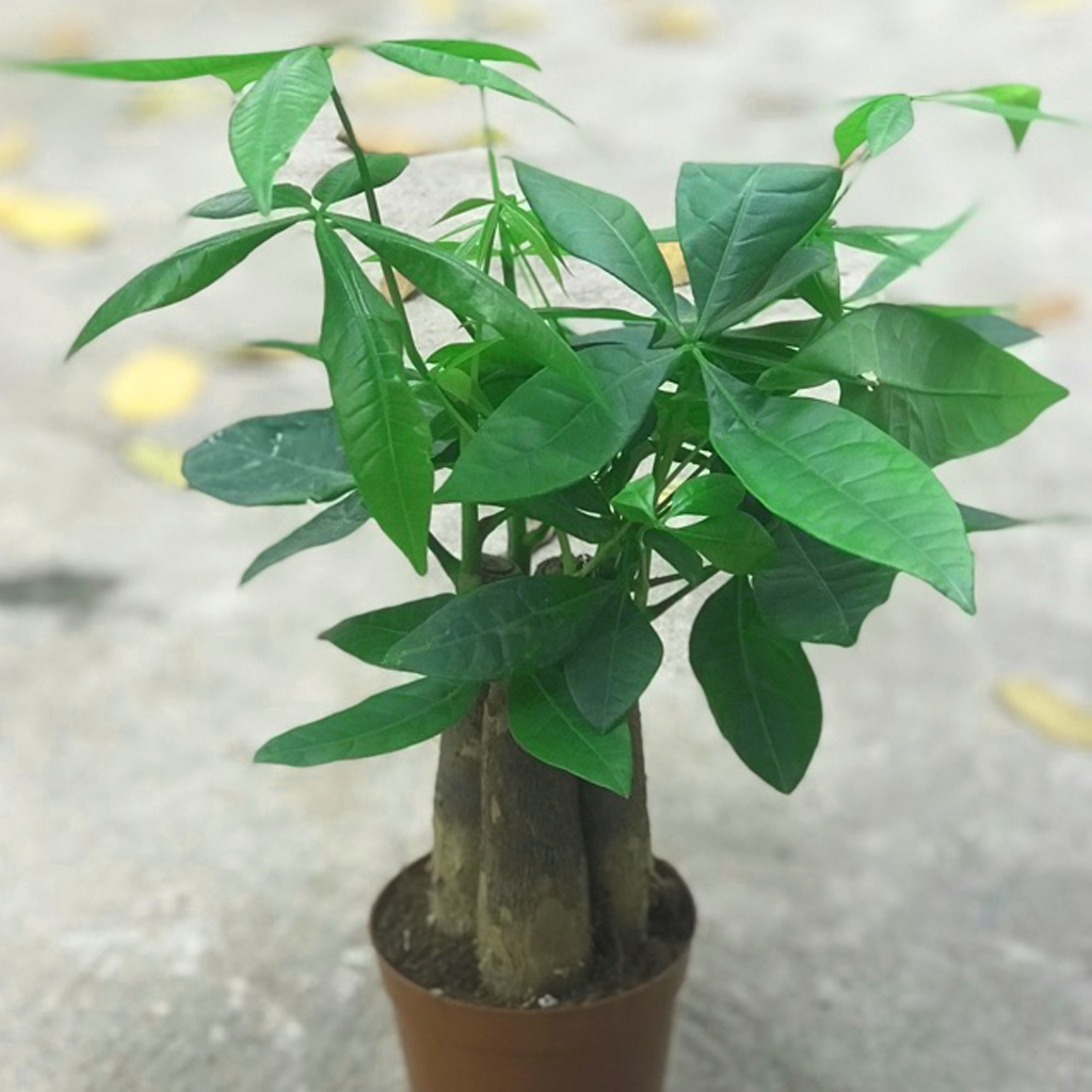 Cây Kim Ngân 3 Thân - Chậu Nhựa