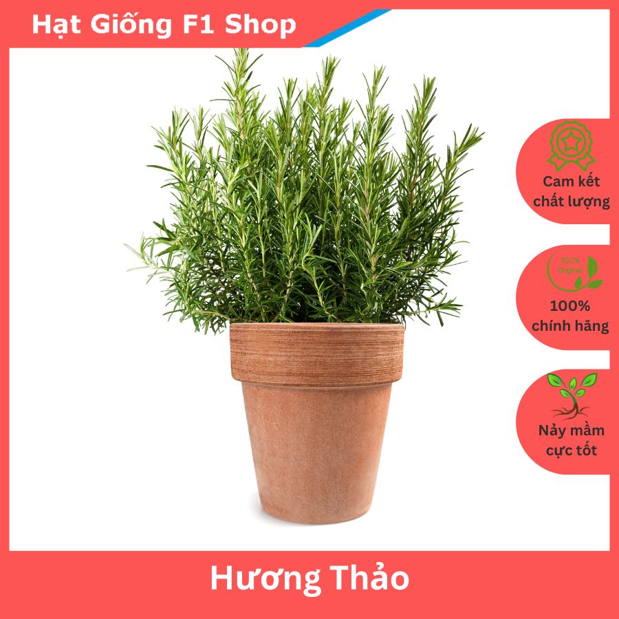 Hạt Giống Cây Hương Thảo Chất Lượng F1 (15H)