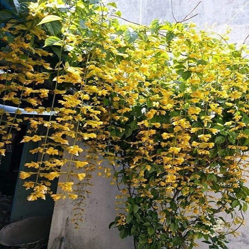 cây lan hoàng dương leo đang ra hoa - 35455