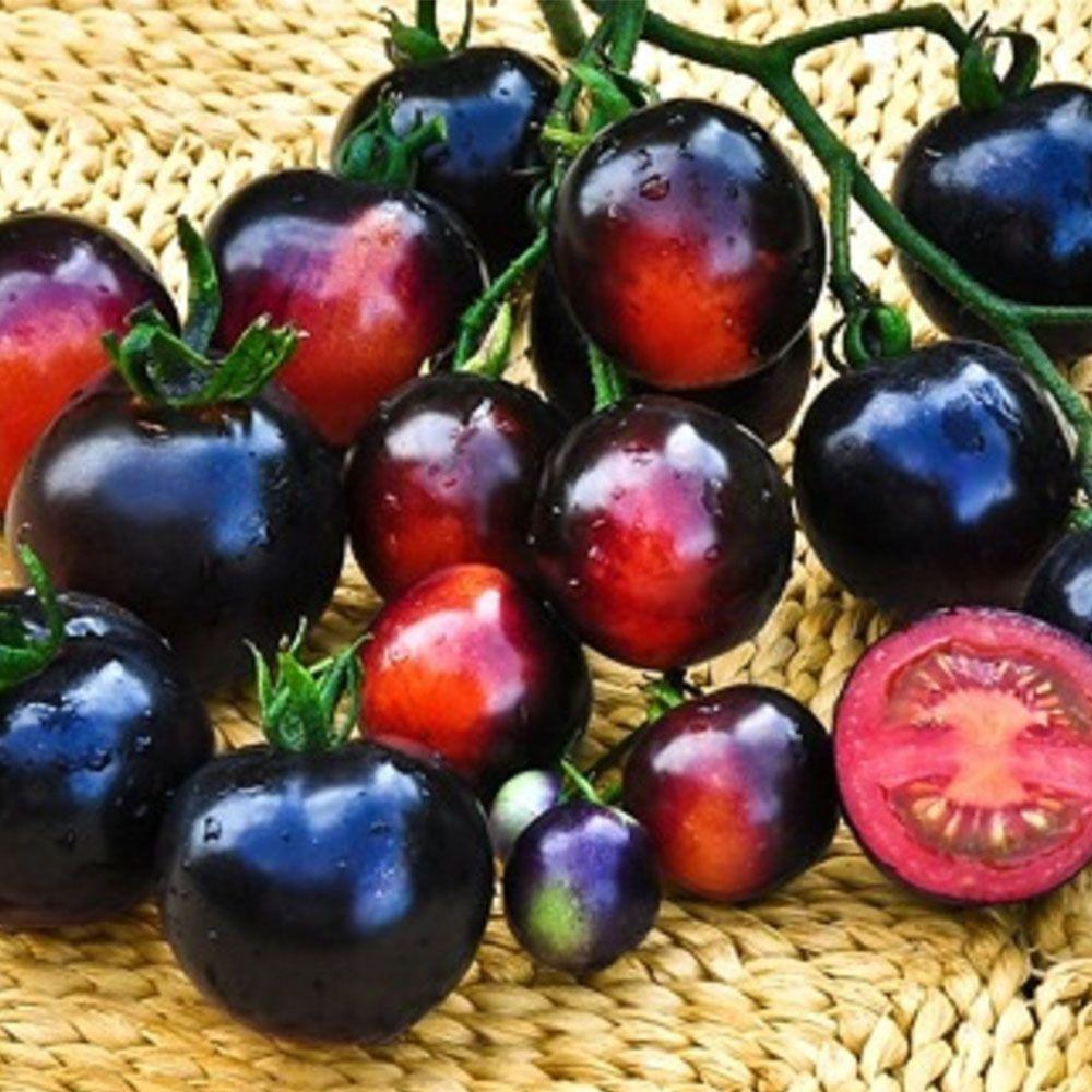 Hạt giống Cà chua đen phú nông - PhuNongSeeds