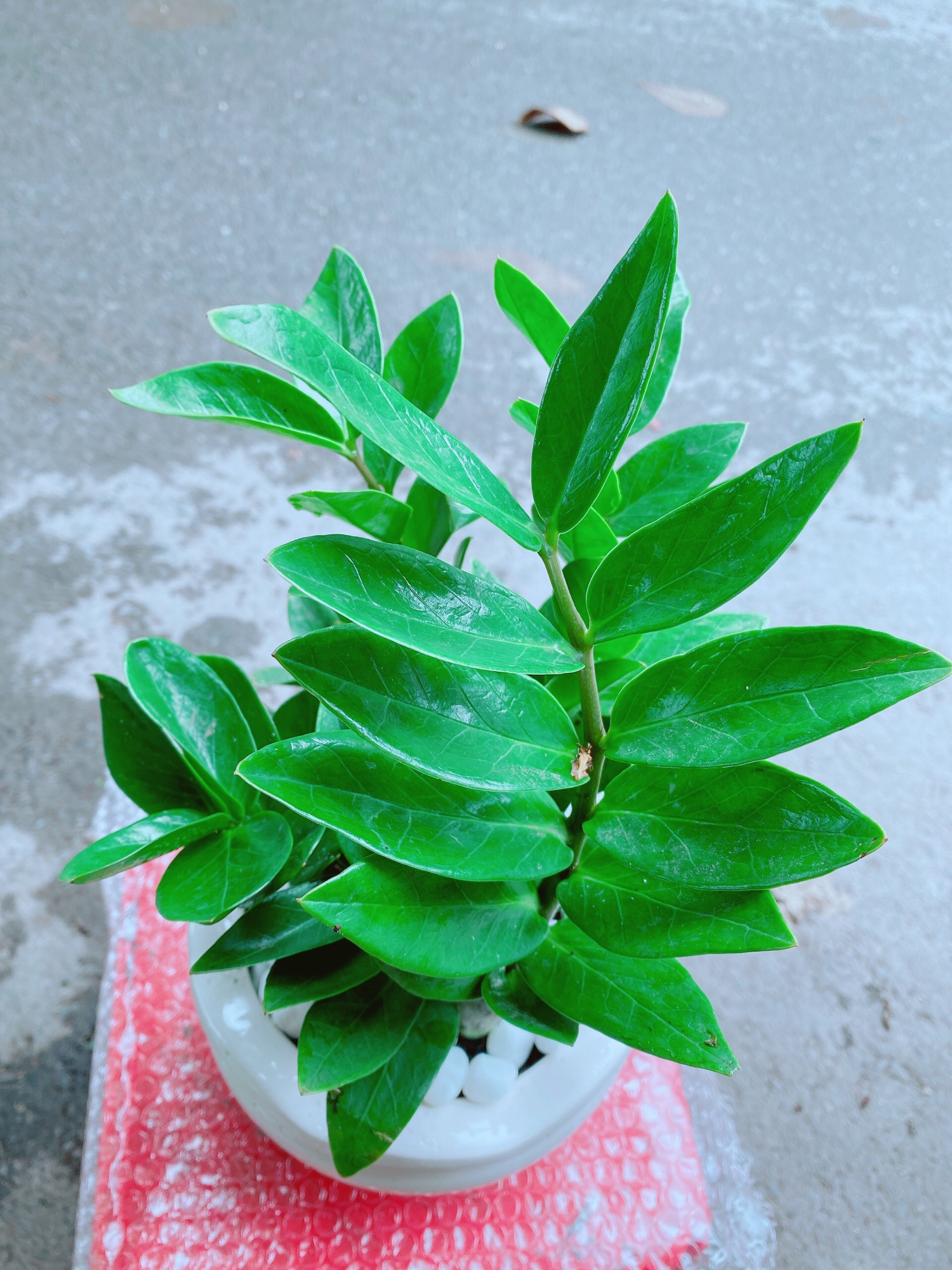 [HCM]Chậu Kim Tiền Để Bàn
