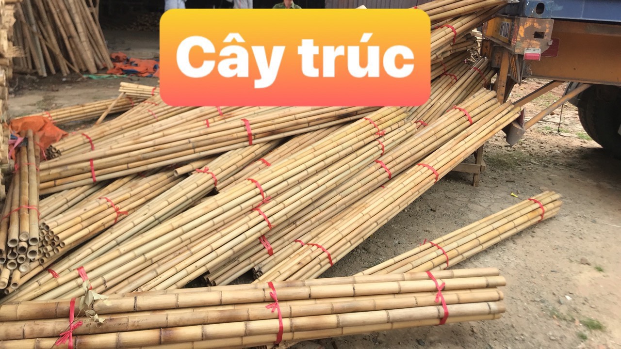 [HCM]Cây tre trúc dài 1m