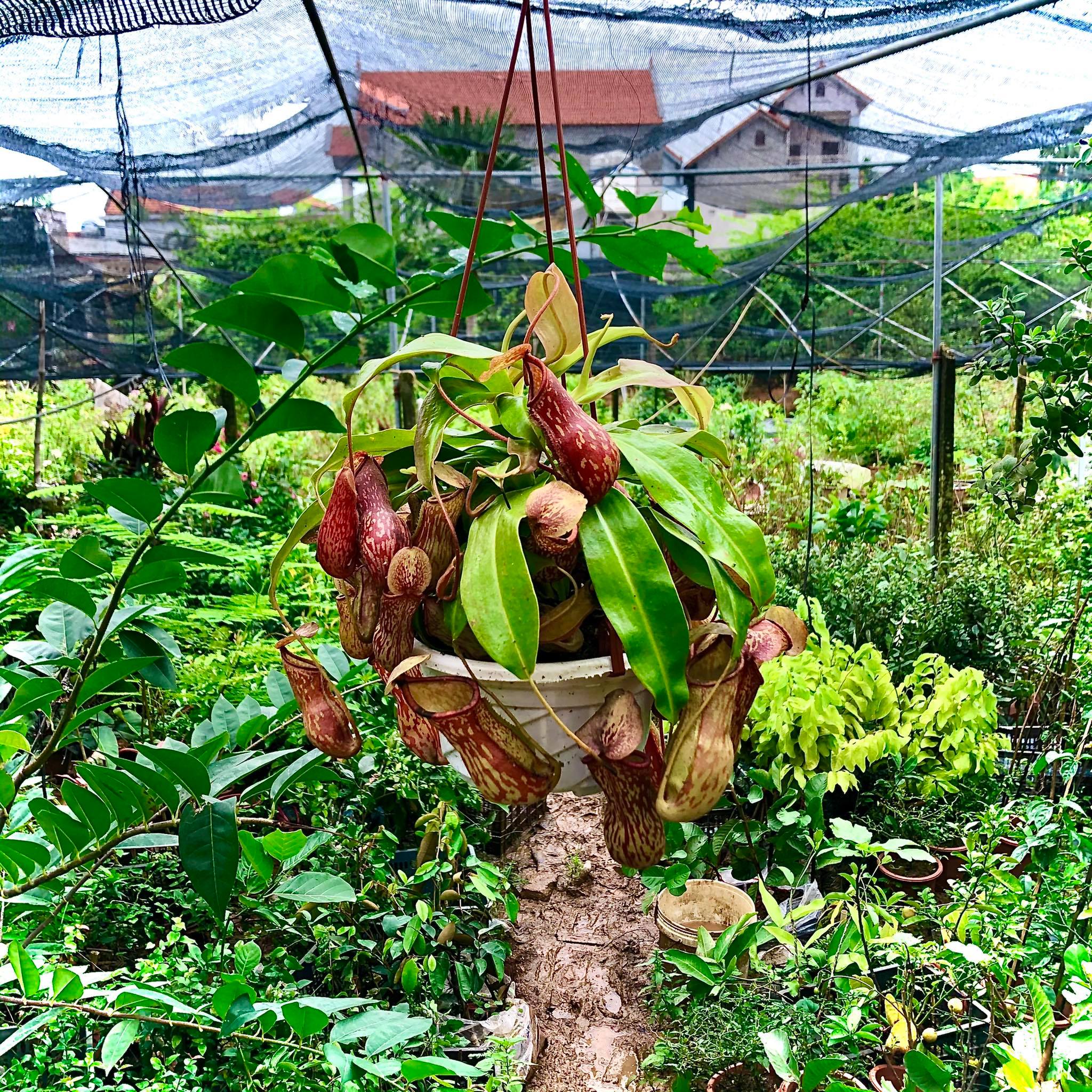 [Chỉ Giao Miền Bắc] cây nắp ấm bắt ruồi (Ảnh thật)