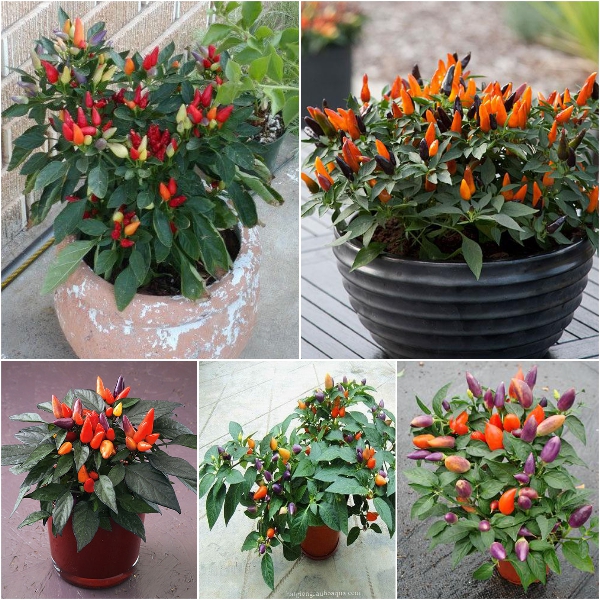 Hạt Giống Ớt Ngũ Sắc