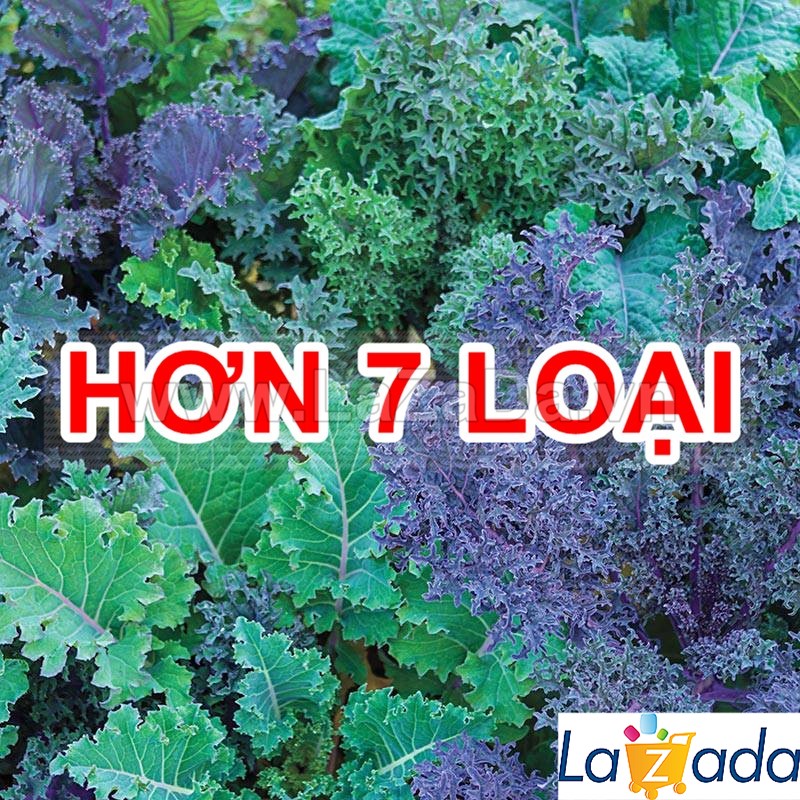 0.5Gr 150h Hạt Giống Cải Xoăn Kale Crazy Mix (B2.405| B19*W55*M016)