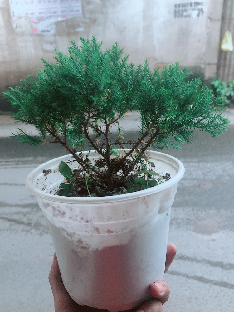 Tùng Bồng Lai