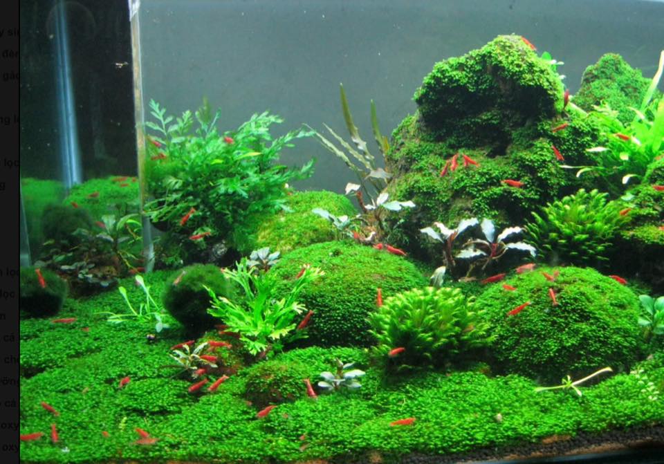 Phân nền thủy sinh Diamax Aqua (túi 2 Kg)