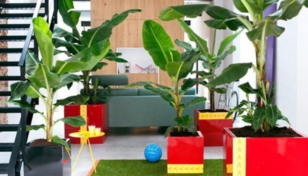 [Lấy mã giảm thêm 30%] Gói Hạt Giống Chuối Mini (Chuối Cảnh)