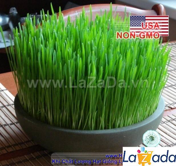 1KG Hạt Giống Cỏ Lúa Mì Đỏ Cỏ Mèo Wheatgrass (A2.205*V34*M054)