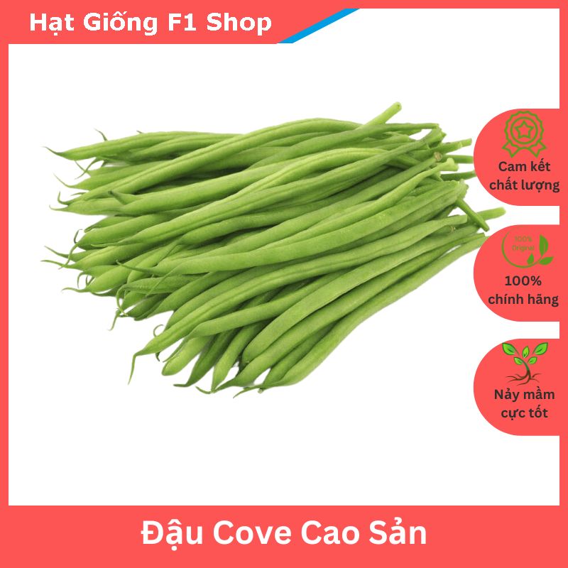 Hạt giống đậu cove cao sản 20 gam sai trái