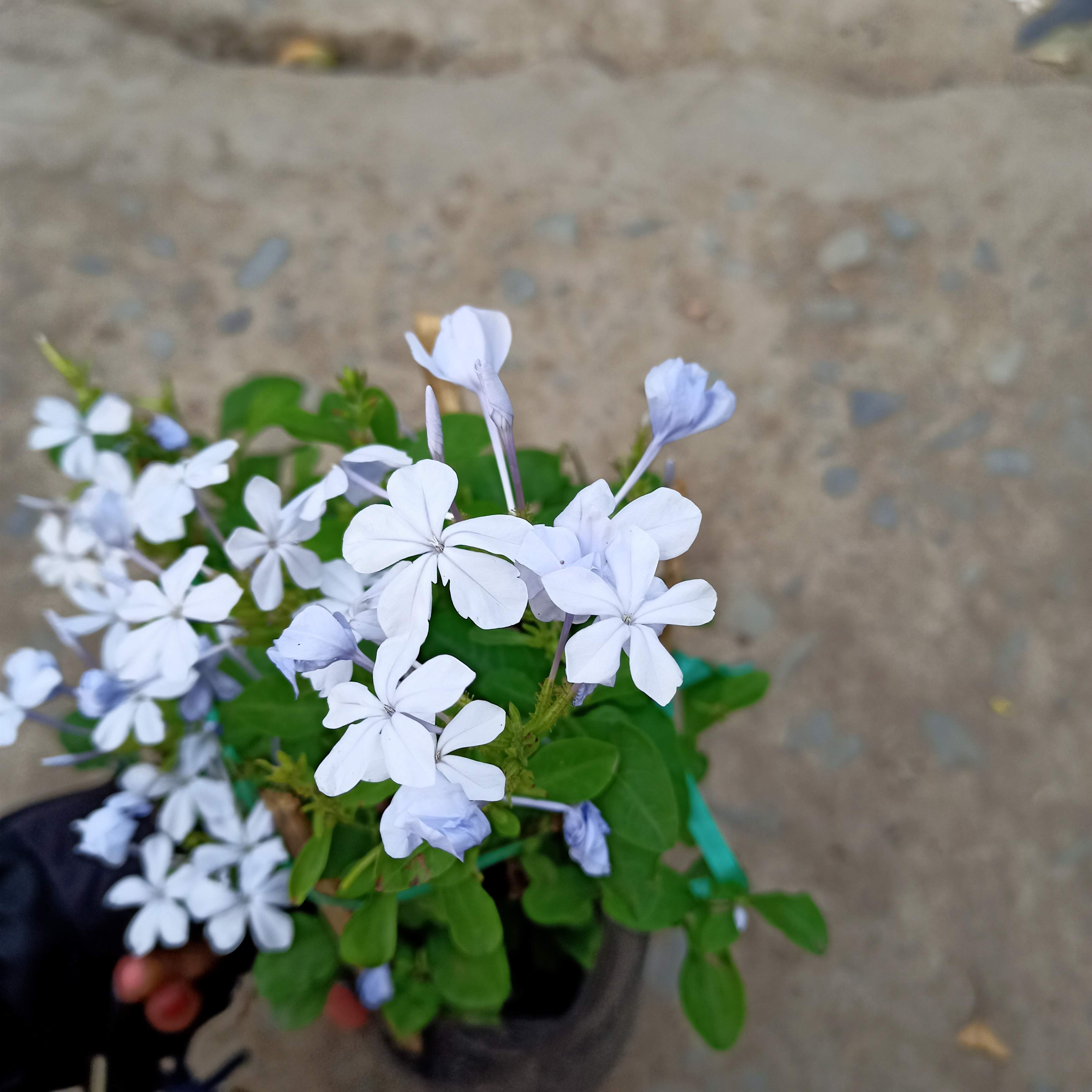 Cây hoa thanh xà xanh nhạt, đuôi công hoa xanh, blue plumbago, Cape plumbago, Cape leadwort, Plumbago auriculata - Summer Garden