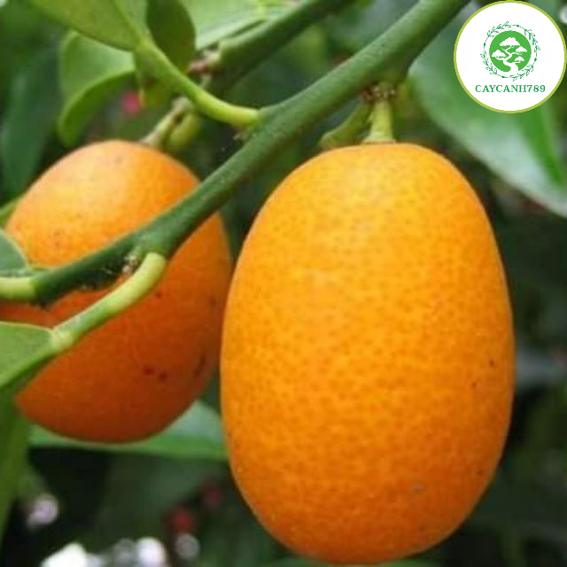 Cây quất ngọt thái lan - cây tắc ngọt cao 50cm