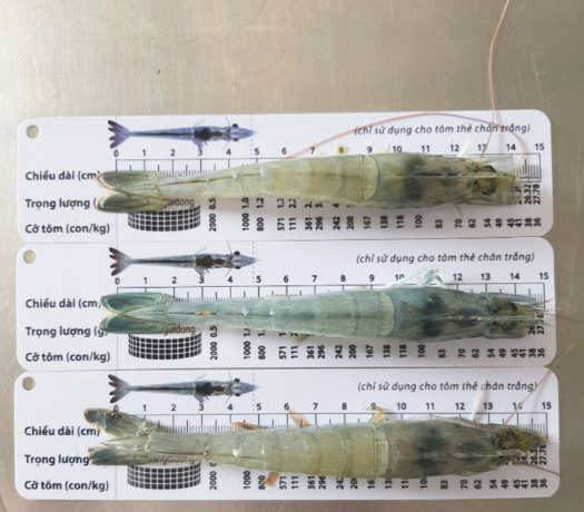 2 PCs colorful shrimp ruler and size shrimp tag (plastic plywood)