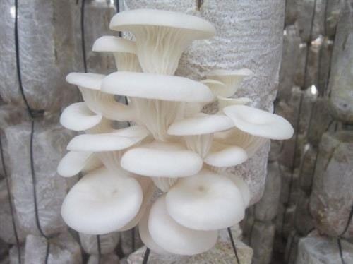 Phôi nấm Sò thái (1 kiện 5 bịch)