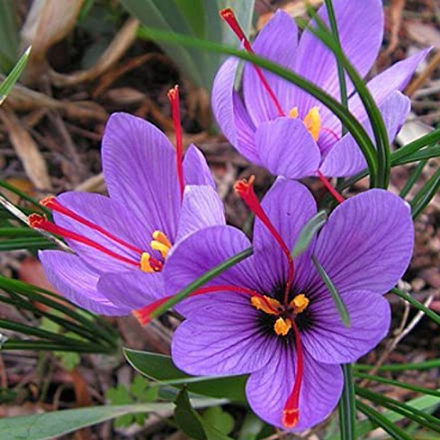 Củ giống hoa nghệ tây