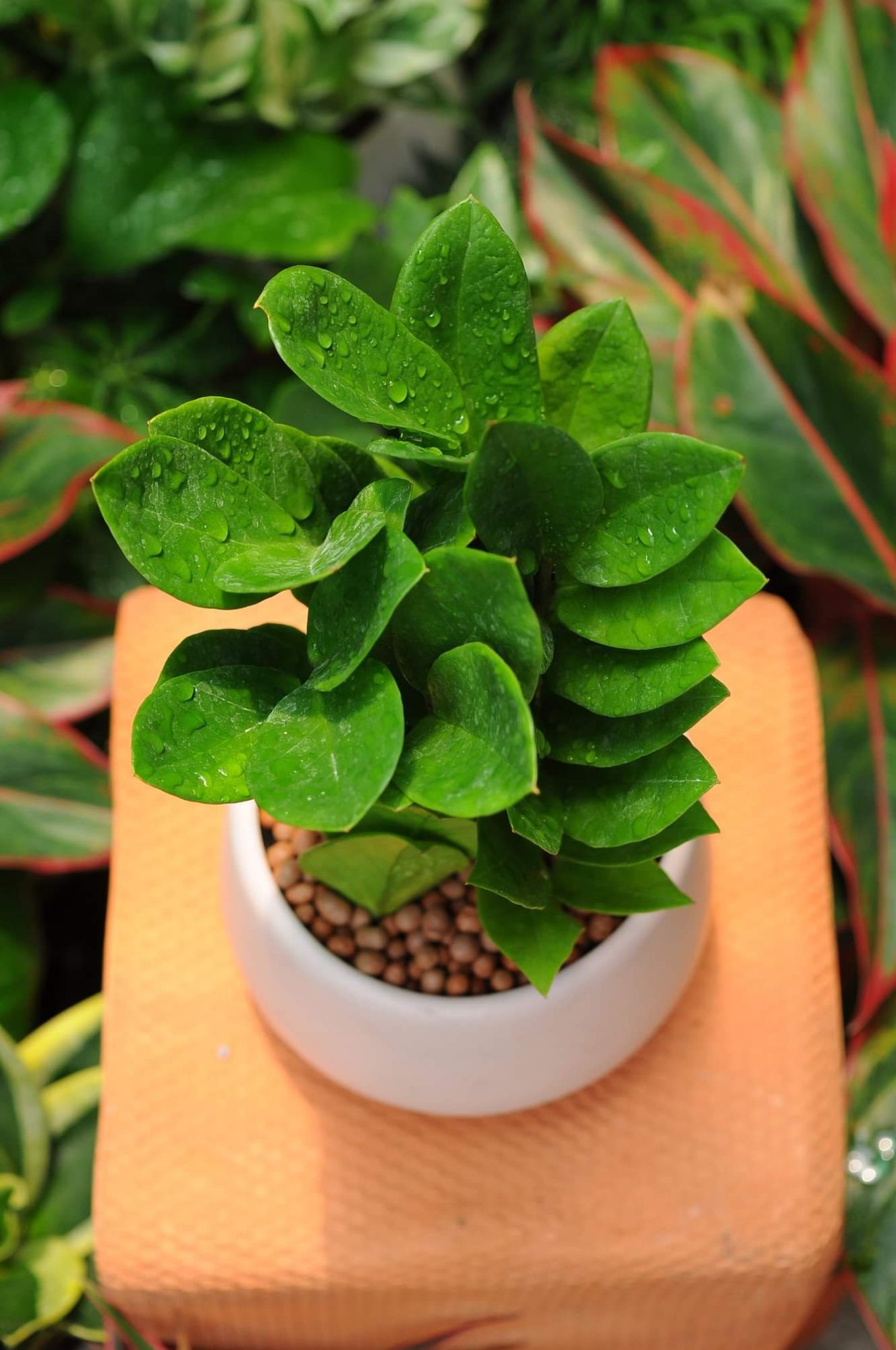 cây kim tiền TẶNG CHẬU