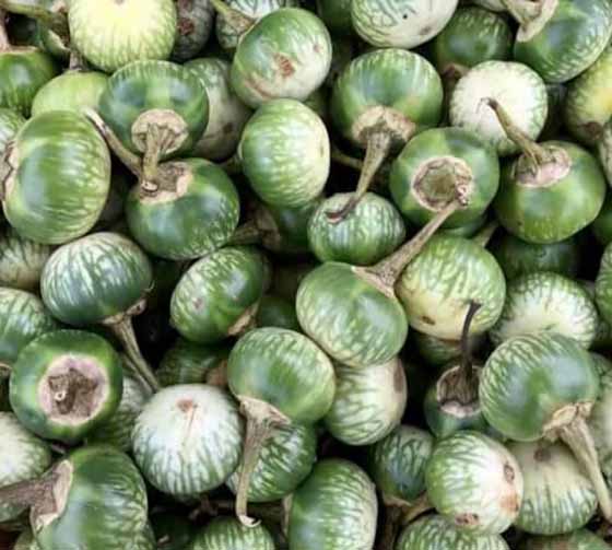 Hạt giống Cà Dĩa Sọc Xanh (1 gram)