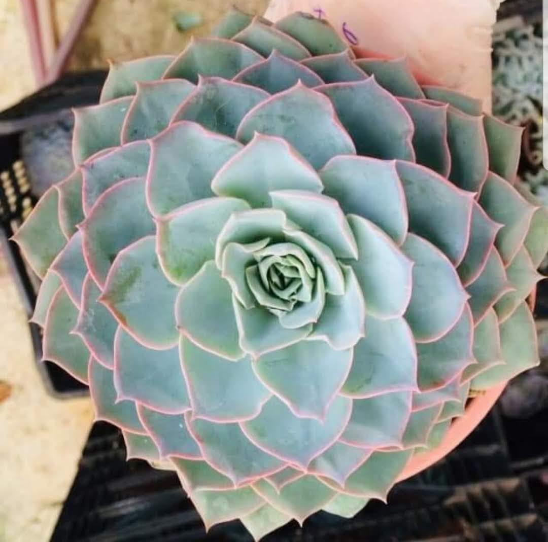SEN ĐÁ - NHIỀU MẪU - SIZE TO