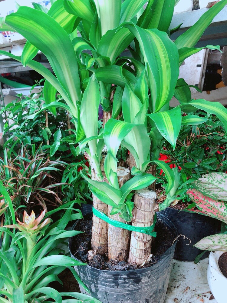 Cây Phát Tài Lớn