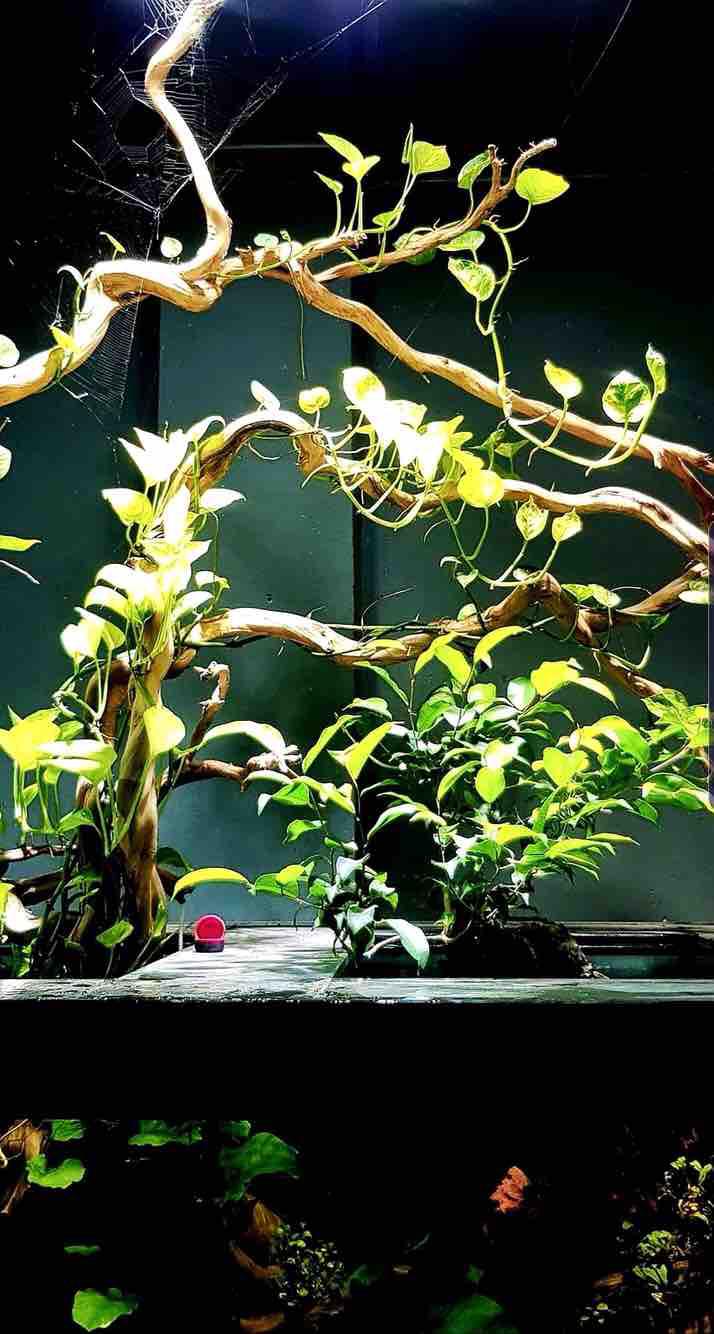 Ráy lưỡi hổ . Trầu lưỡi hổ