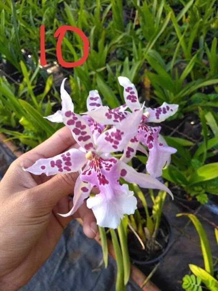 Vũ nữ giống mới