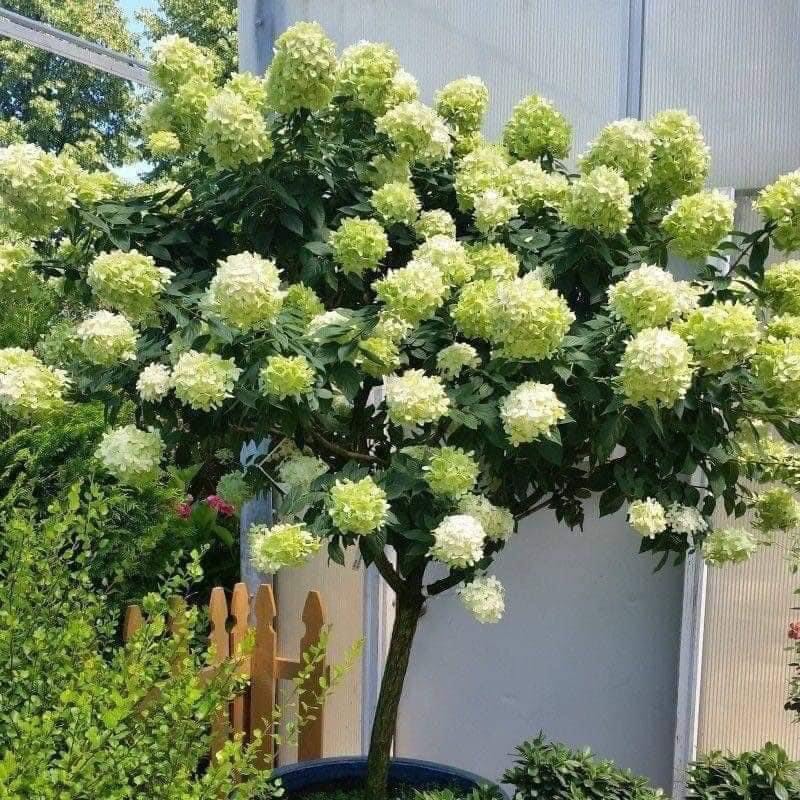Cẩm tú cầu thân gỗ cao 70-80cm