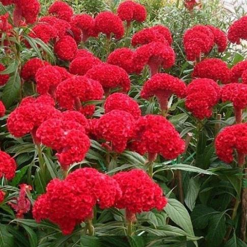 Phân bón lá Miracle-Gro 15-30-15 USA 10gram