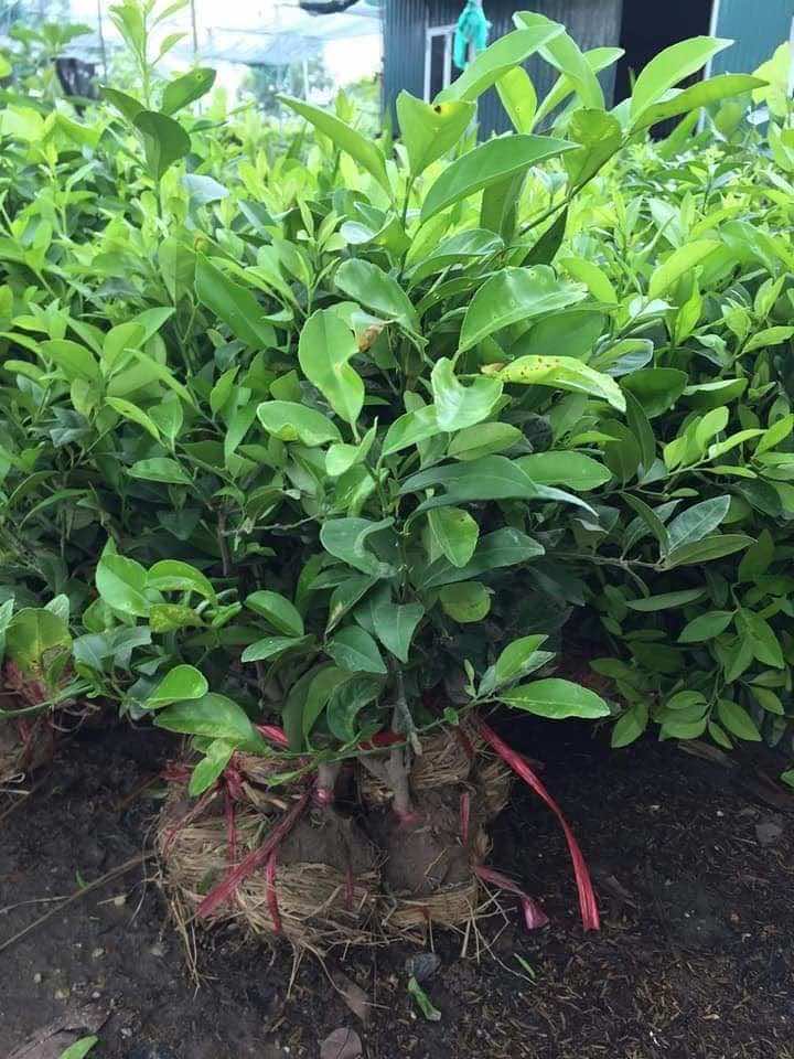 cây chanh ta giống cực sai quả