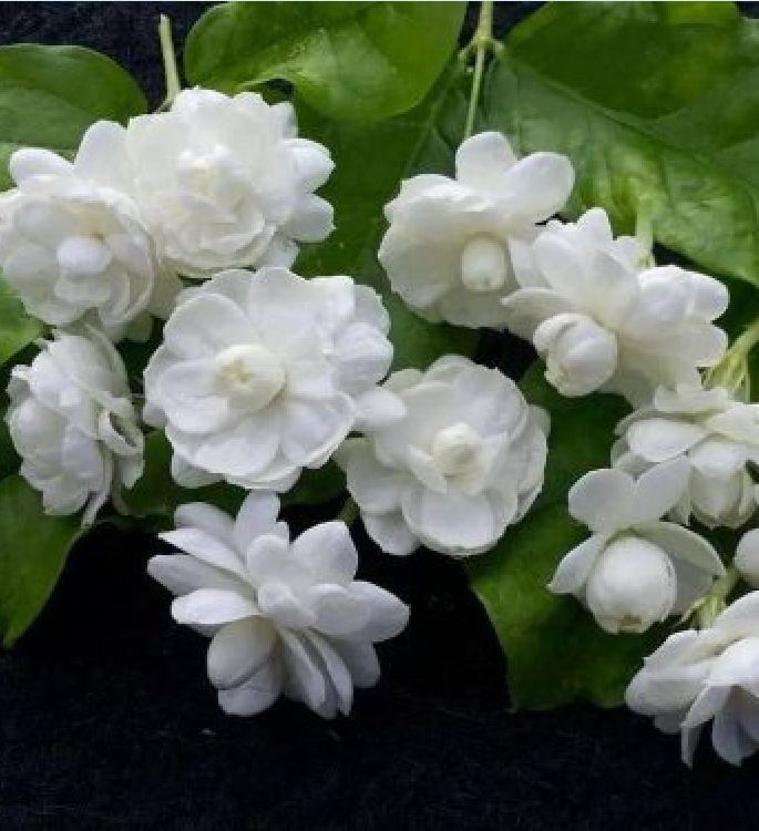 "Gói 10 Hạt " Hạt giống hoa nhài trắng ( hoa lài )