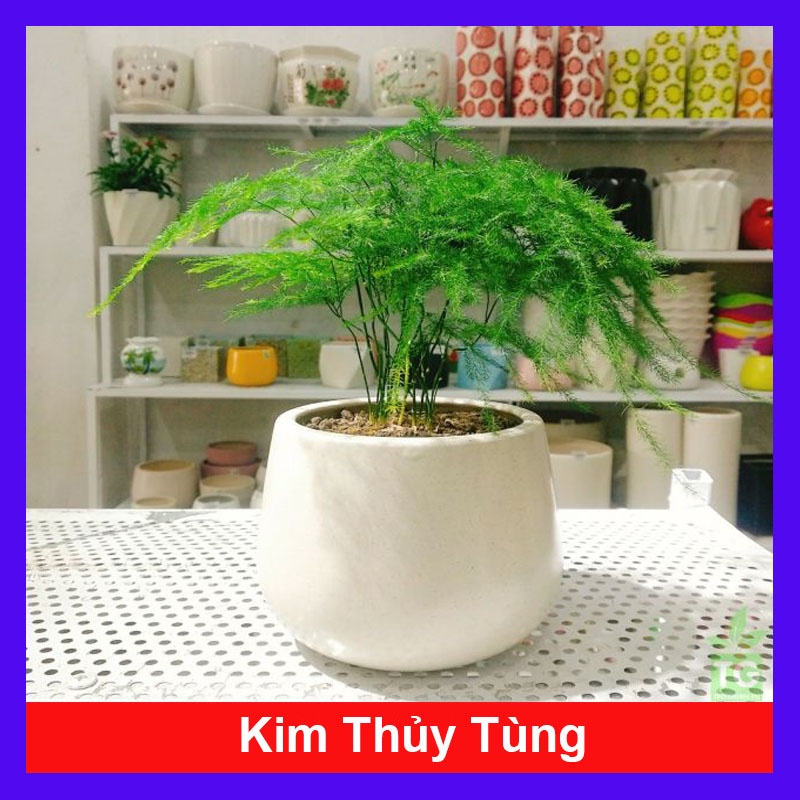 Cây Thủy Tùng - cây cảnh để bàn - cây cảnh mini - cây cảnh trong nhà - caykiengsadec