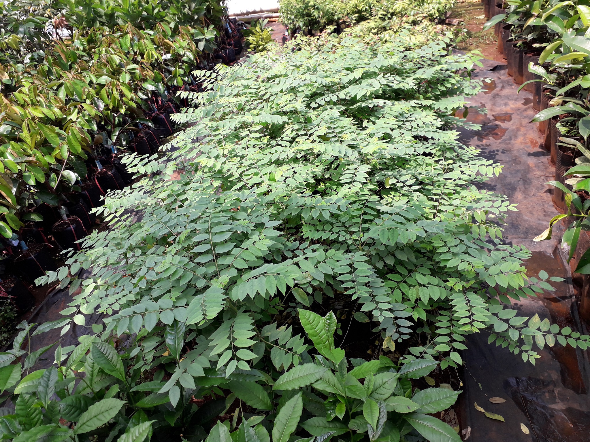 Cây giống Chùm Ruột Ngọt [ Cây giống siêu khỏe, gốc to, thân to, 12 tháng thu hoạch ].