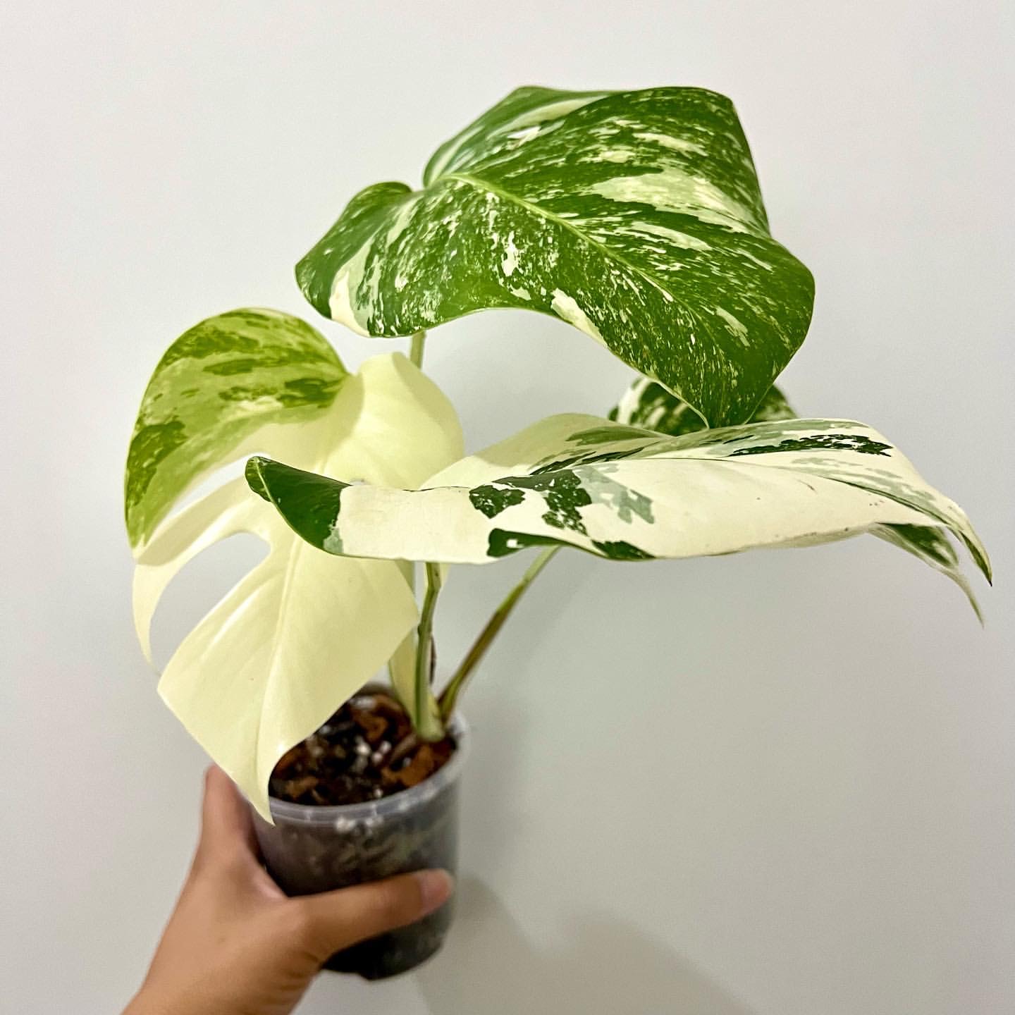 Trầu Bà Lá Xẻ Var (Monstera Albo)