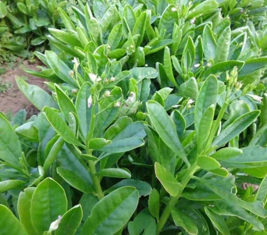 Hạt giống rau sâm đất (Thổ Sâm)