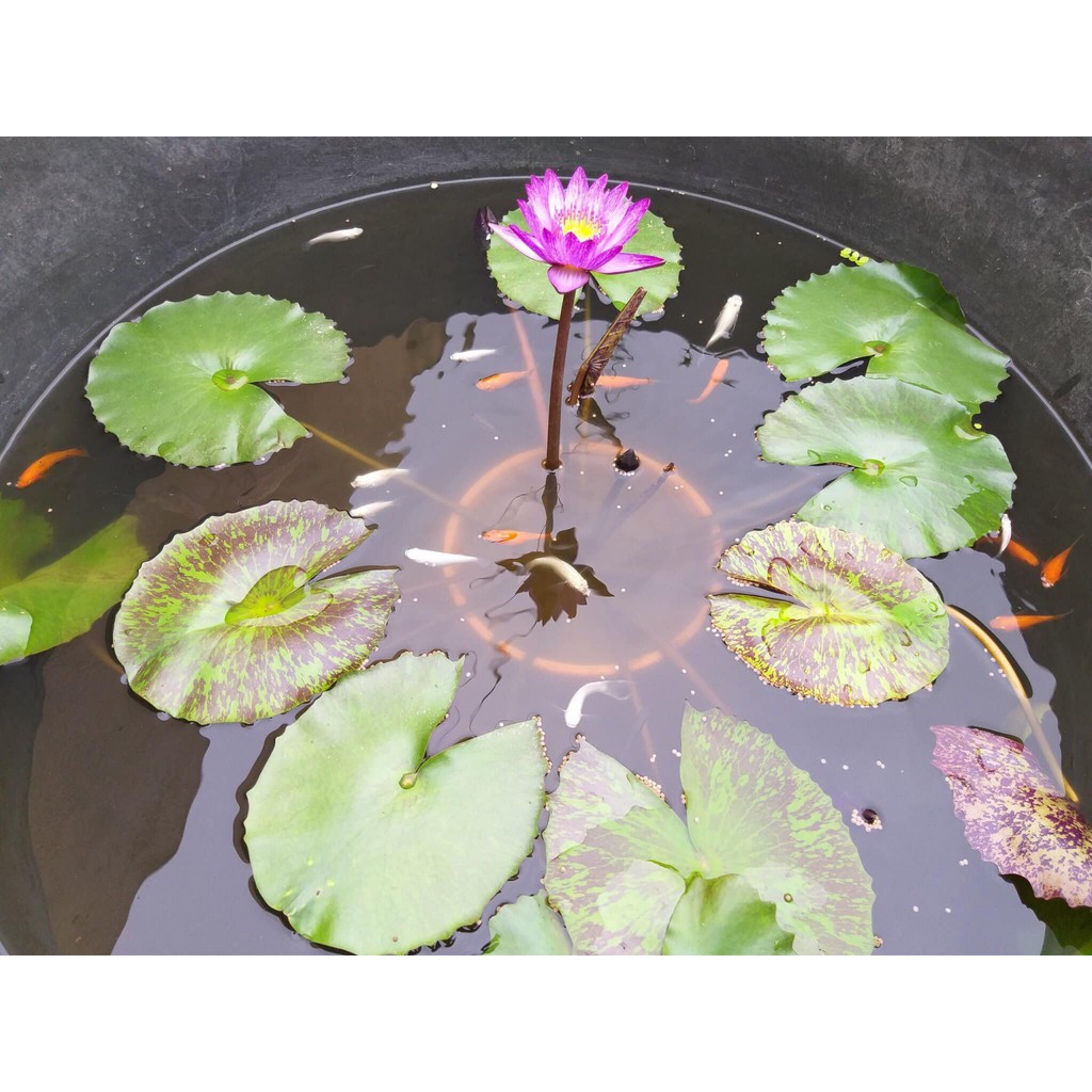 Set 5 cây hoa súng Thái 5 màu đẹp