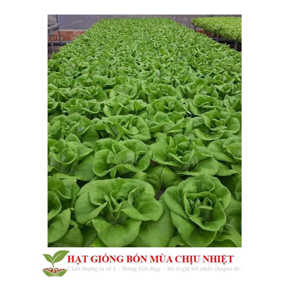 Ma260 gói 50 hạt giống rau xà lách mỡ xà lách đăm