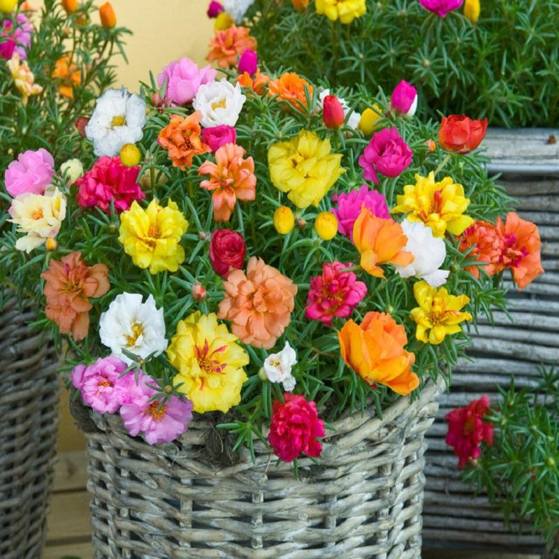 hạt giống hoa mười giờ cổ kép nhật
