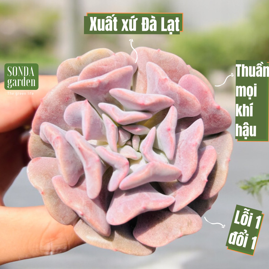 SEN ĐÁ CÚC TÍM SIZE BÉ SIÊU KHOẺ ĐẸP LỖI 1 ĐỔI 1