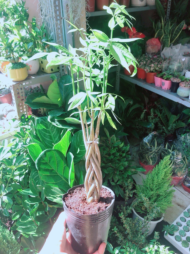 [HCM]Kim Ngân Thắt Bính Mini