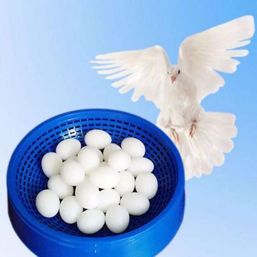 HCM-(Bộ 5 quả) Trứng bồ câu bằng nhựa / trứng nhựa chim câu / mô hình trứng chim câu / trứng bồ câu giả