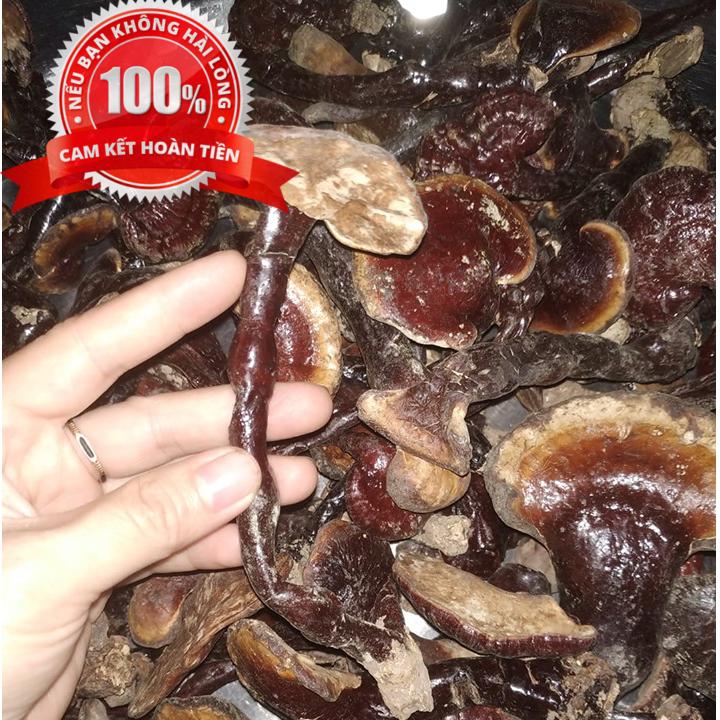 [HCM]Nấm linh xanh - Nấm linh chi - Loại rừng cao cấp