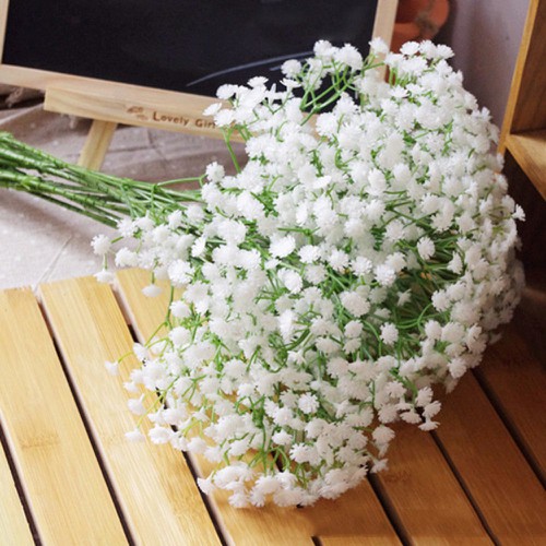 Hạt giống hoa Baby trắng – Gói 100 Hạt