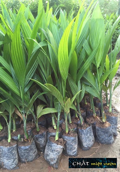 Cây cau ăn trầu giống (cao 25-30cm)