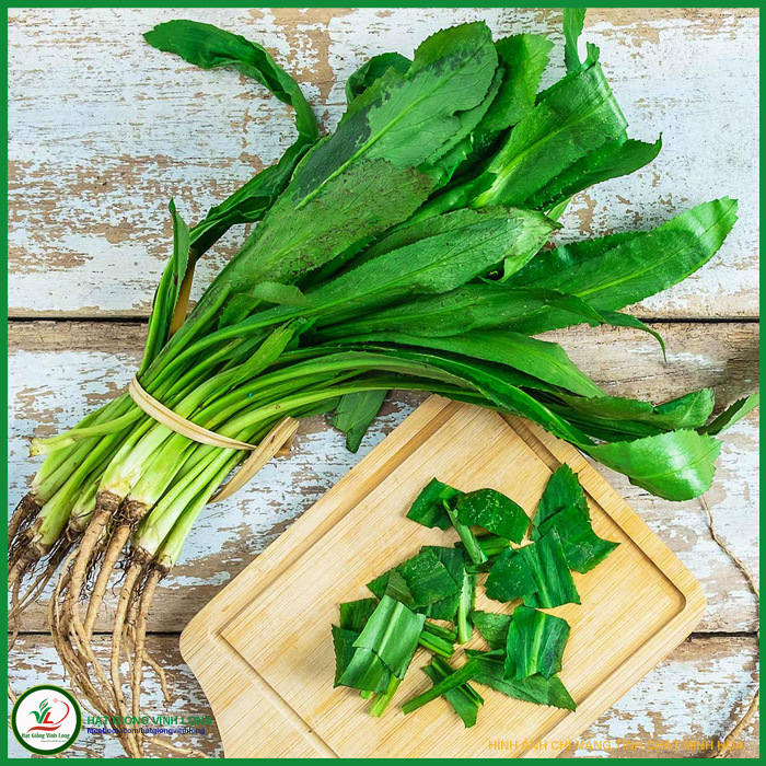 Hạt giống Ngò gai RD 76 - 10g