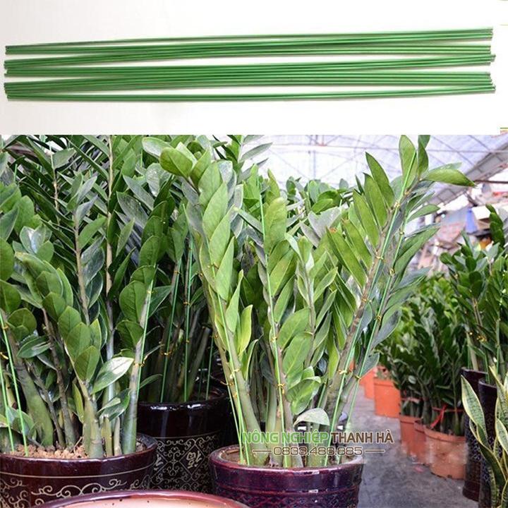 10 Que cắm lan màu xanh dài 80 cm