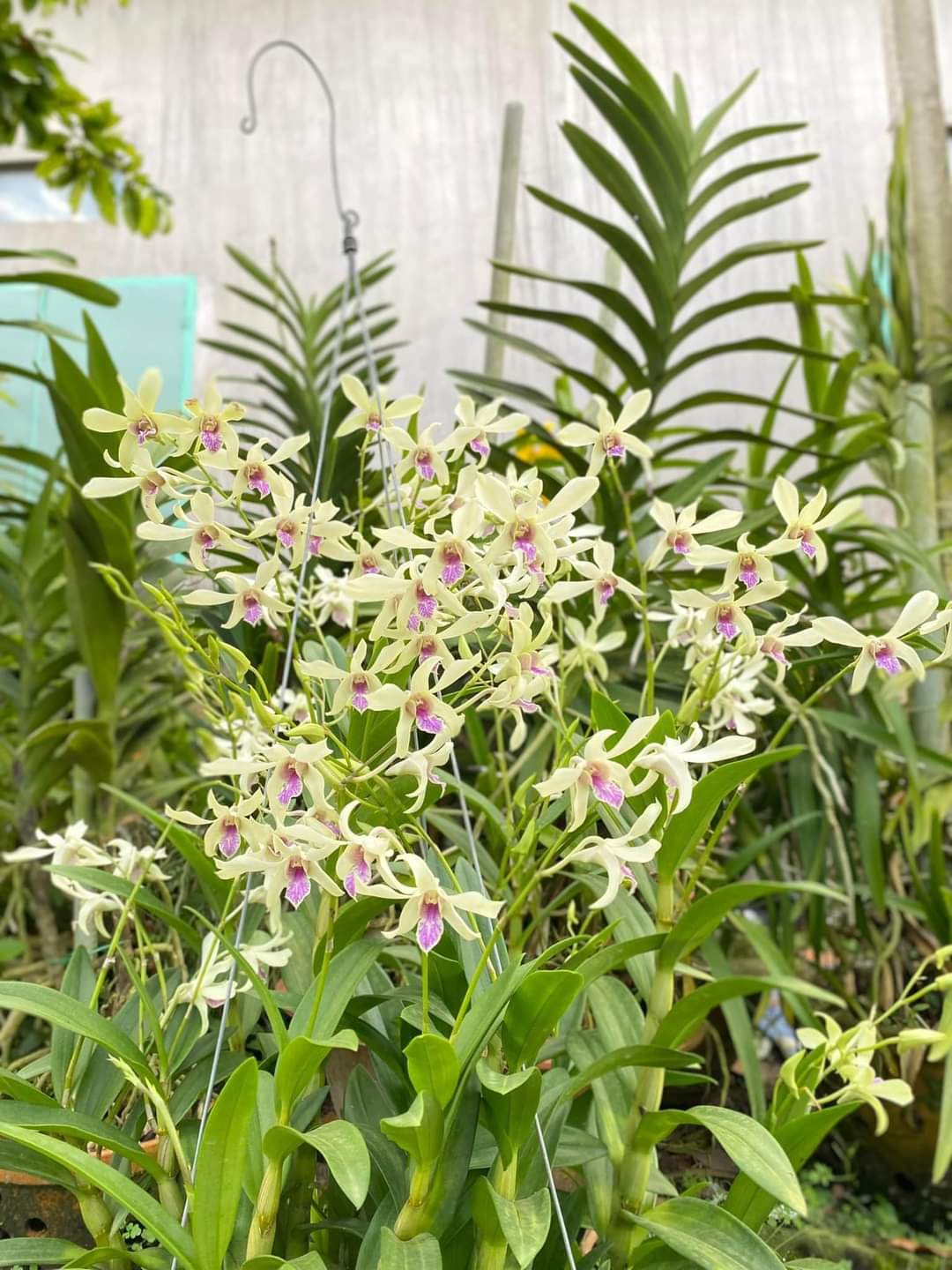 HOA LAN  DENRO BANGKOK