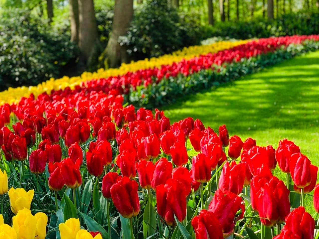 Combo 5 củ tulip hà lan (5 màu khác nhau)