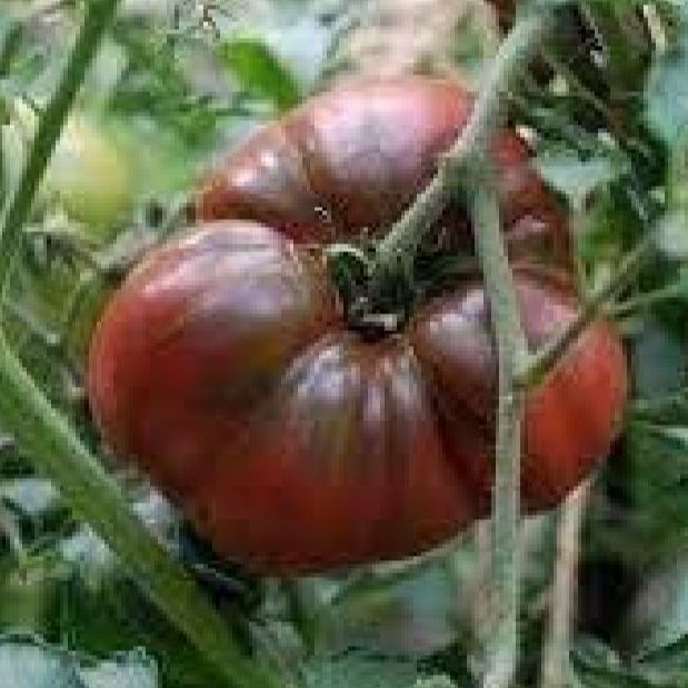 Hạt giống cà chua socola quả to- gói 20 hạt