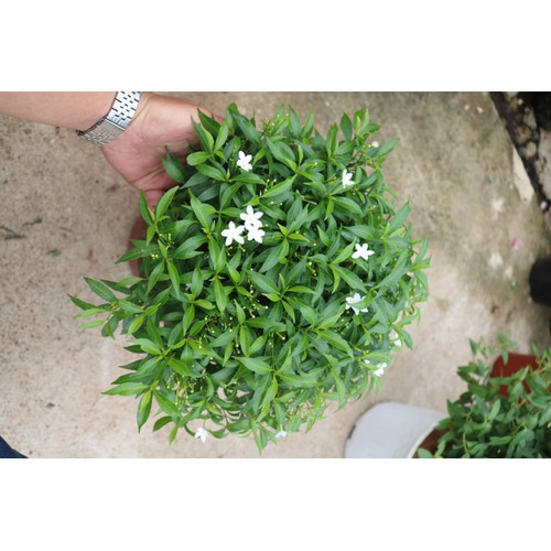 Mai Vạn Phúc - Cây cảnh sân vườn