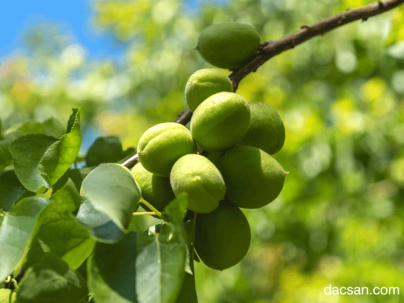 Xí Muội Mơ Không Hạt Loại Ngon (500gr) (NCFOOD)